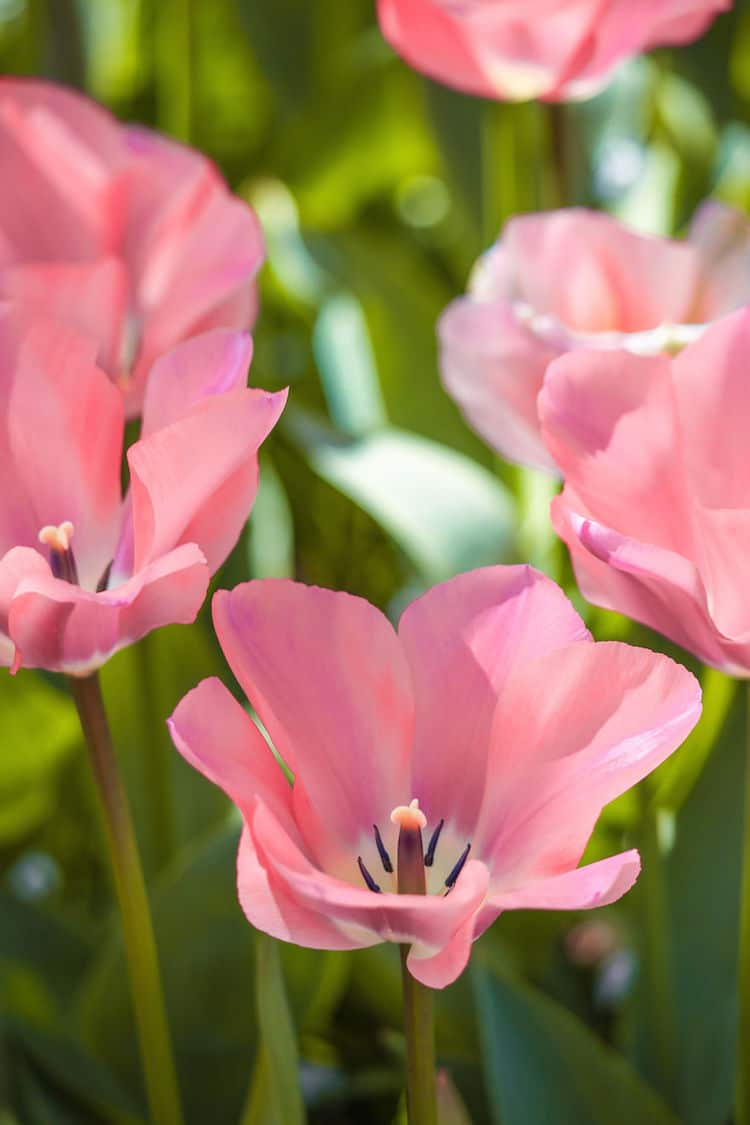 Tulip Season Netherlands by How Far From Home