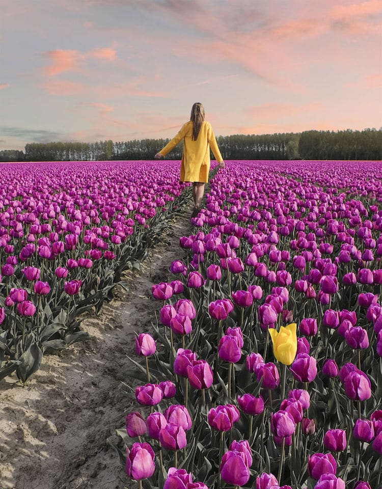 Tulip Season Netherlands by How Far From Home