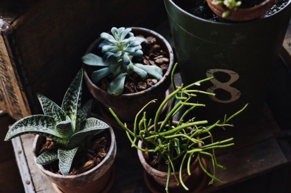 Best Garden Instagrams - Plant Photography Accounts