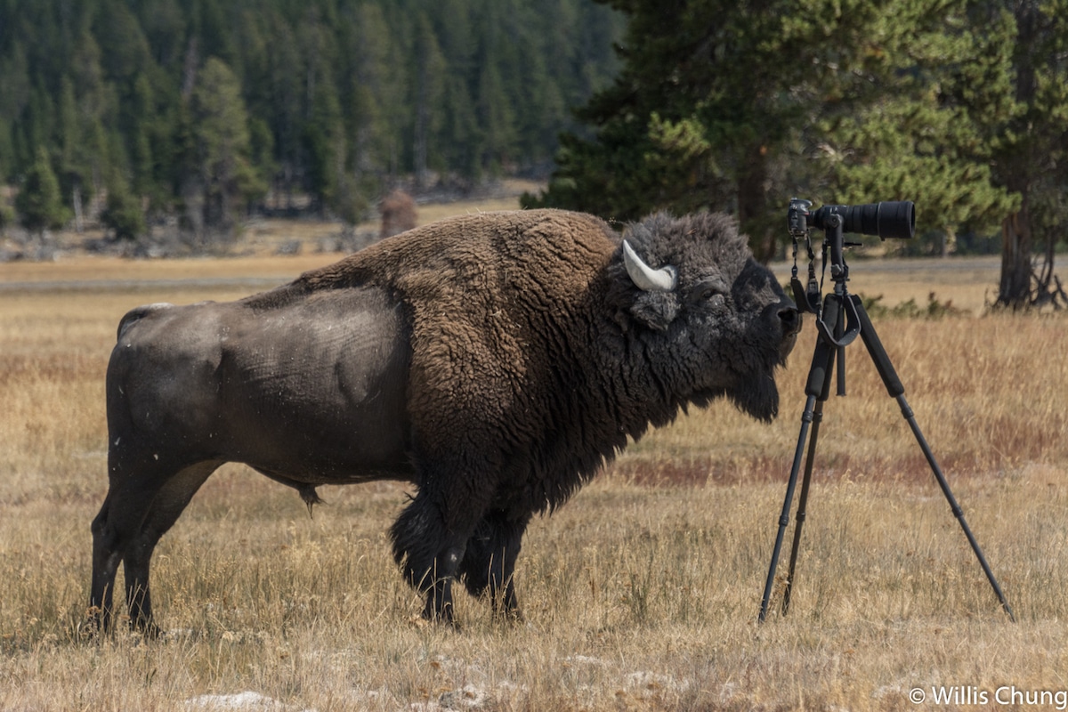 Willis Chung - Yellowstone Park Bison