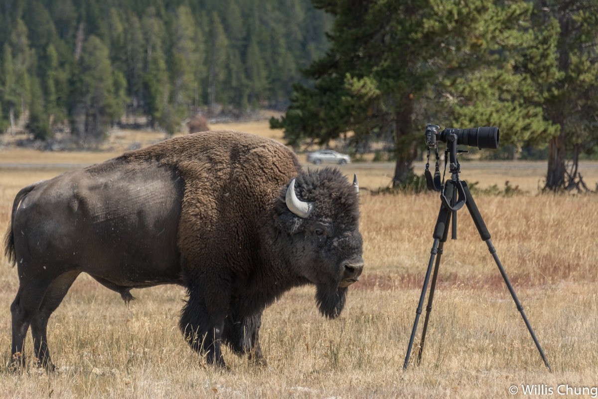 Willis Chung - Yellowstone Park Bison