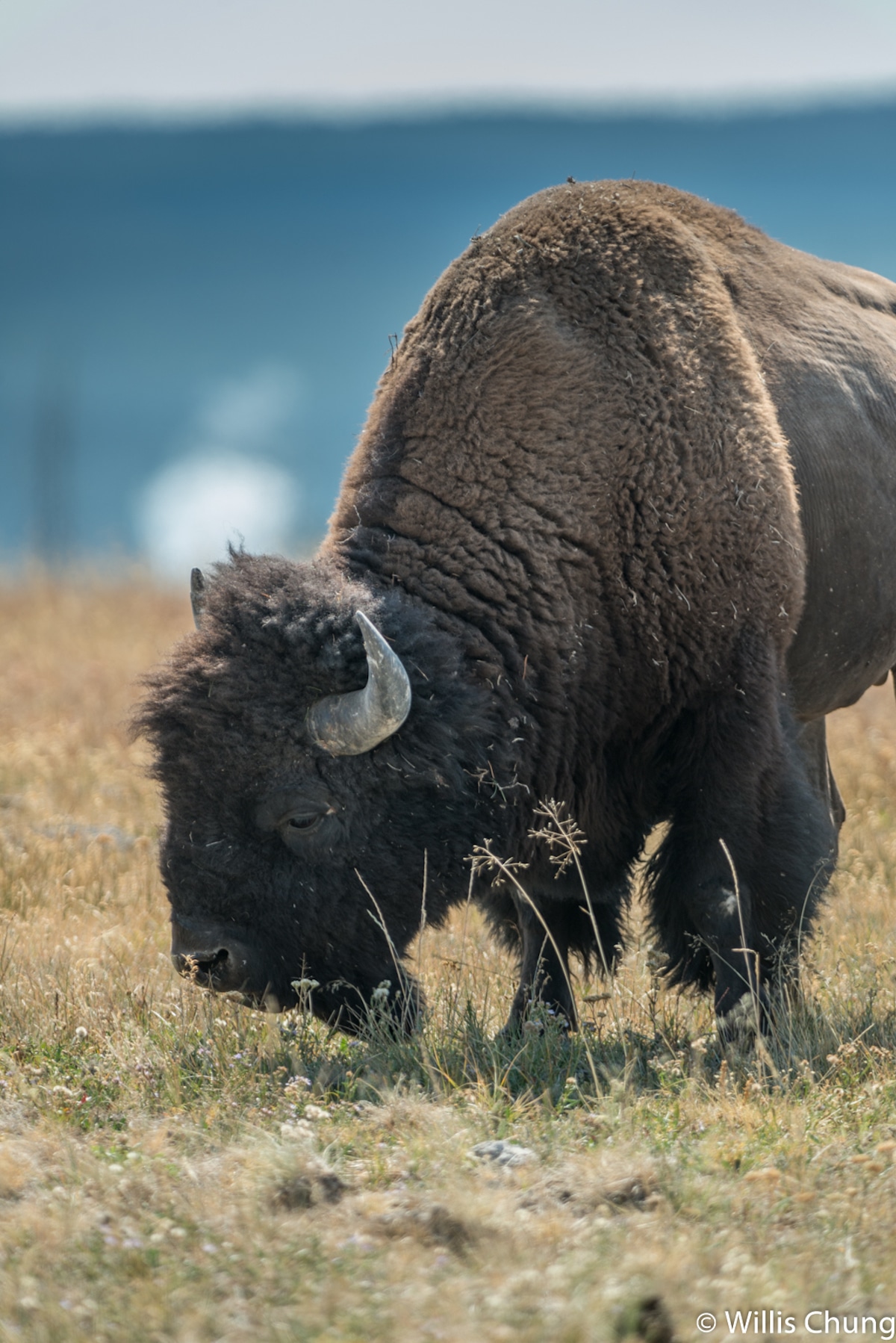 Bison Photo by Willis Chung
