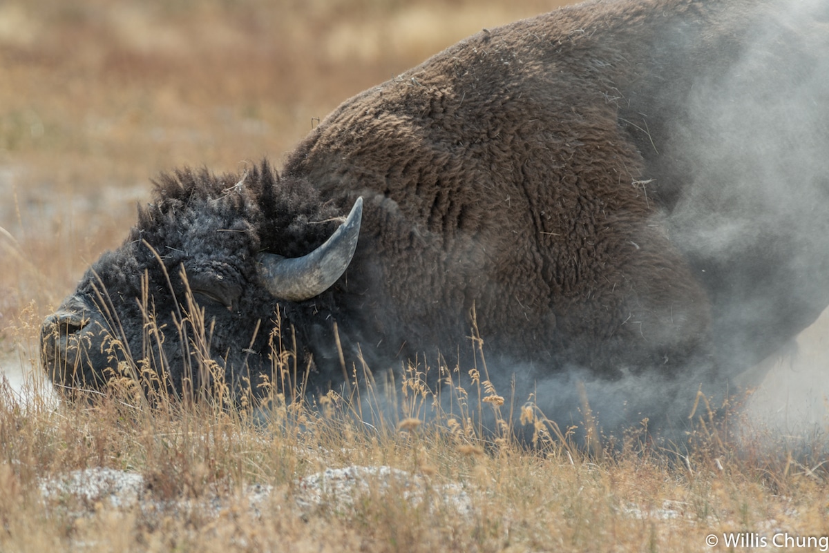 Photo of a Bison by Willis Chung