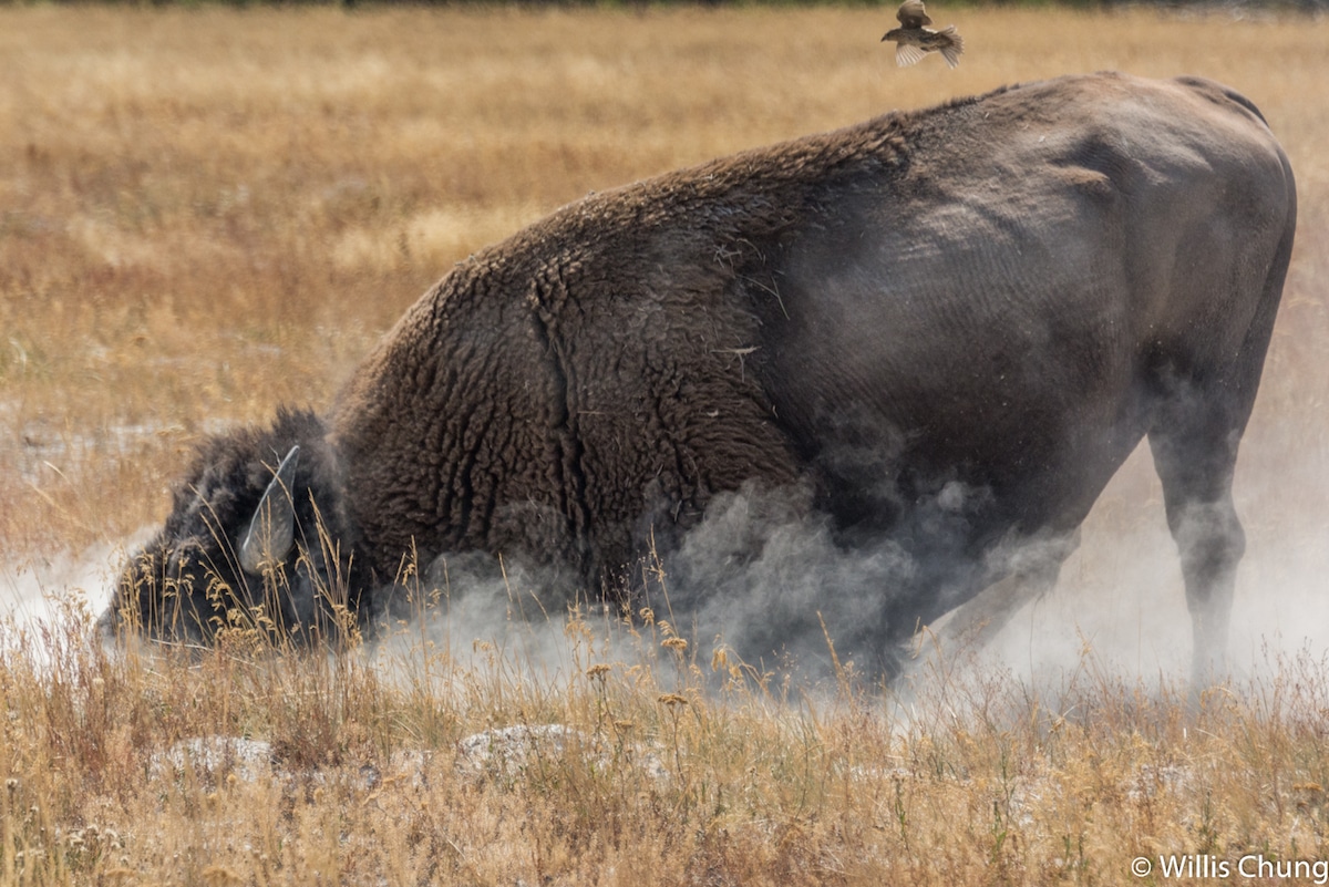 Photo of a Bison by Willis Chung