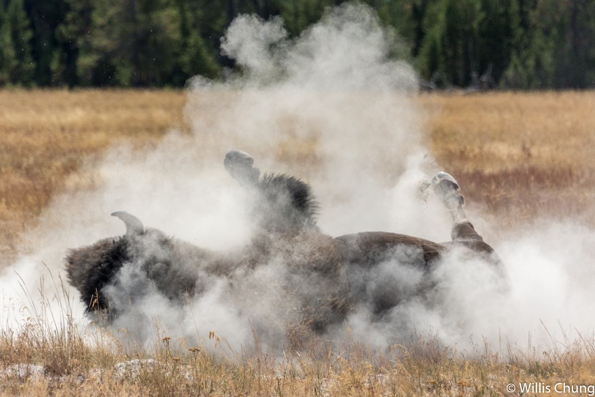Bison Wallowing by Willis Chung