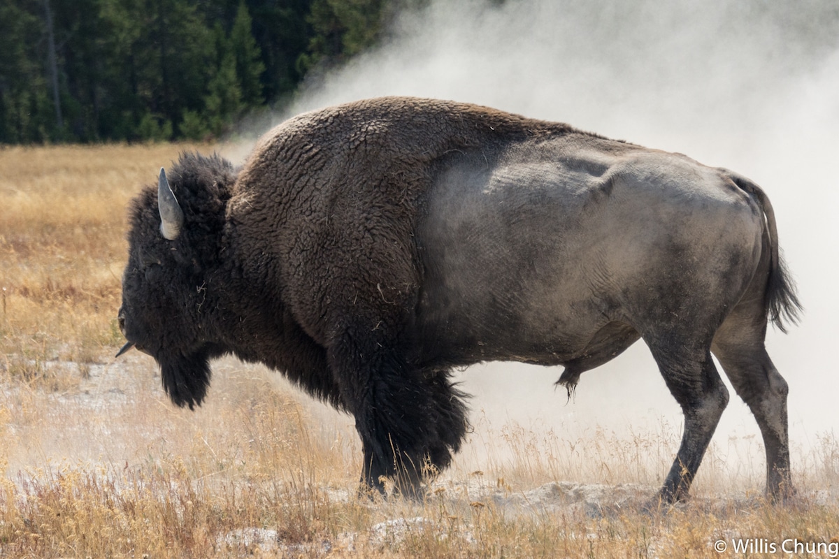 Willis Chung - Yellowstone Park Bison