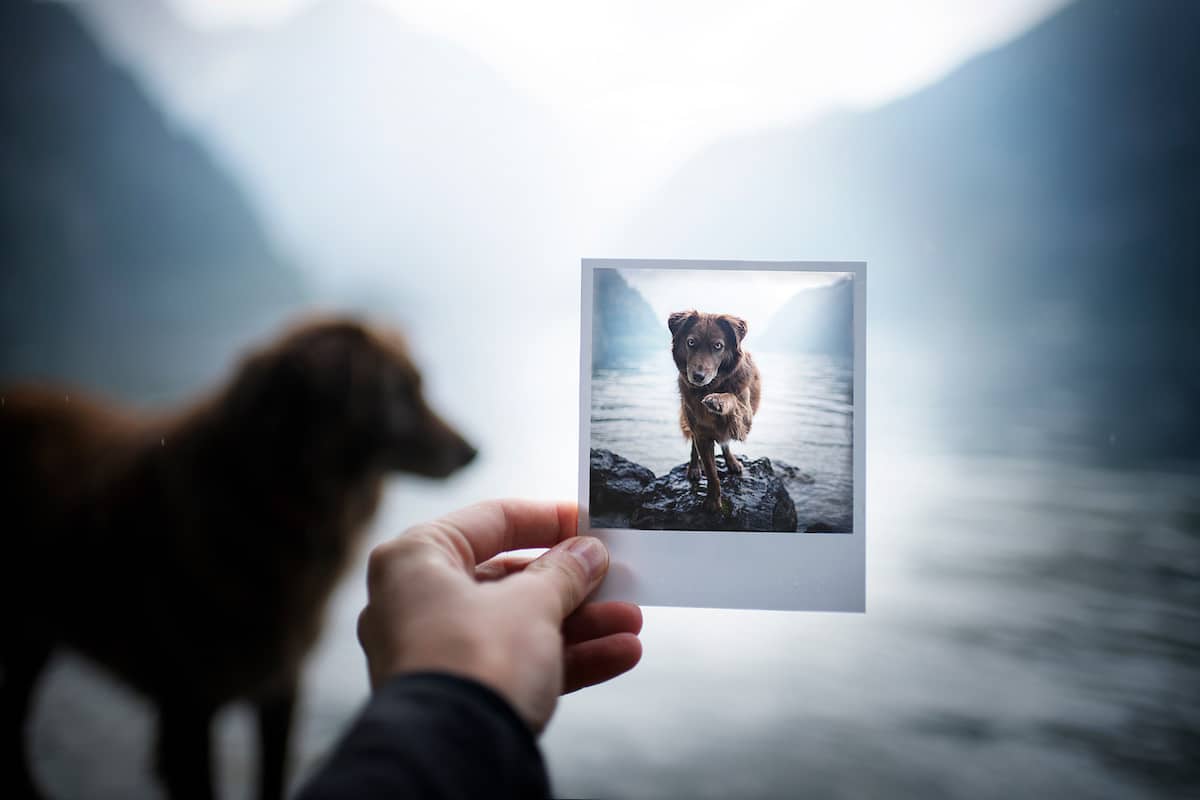 Creative Dog Photography Tips by Anne Geier