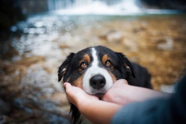 Pet Photographer Offers Helpful Dog Photography Tips