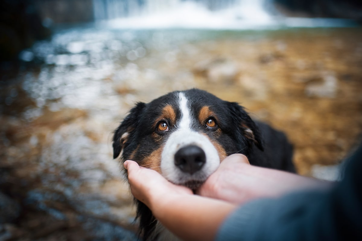 Dog Portraits Photography