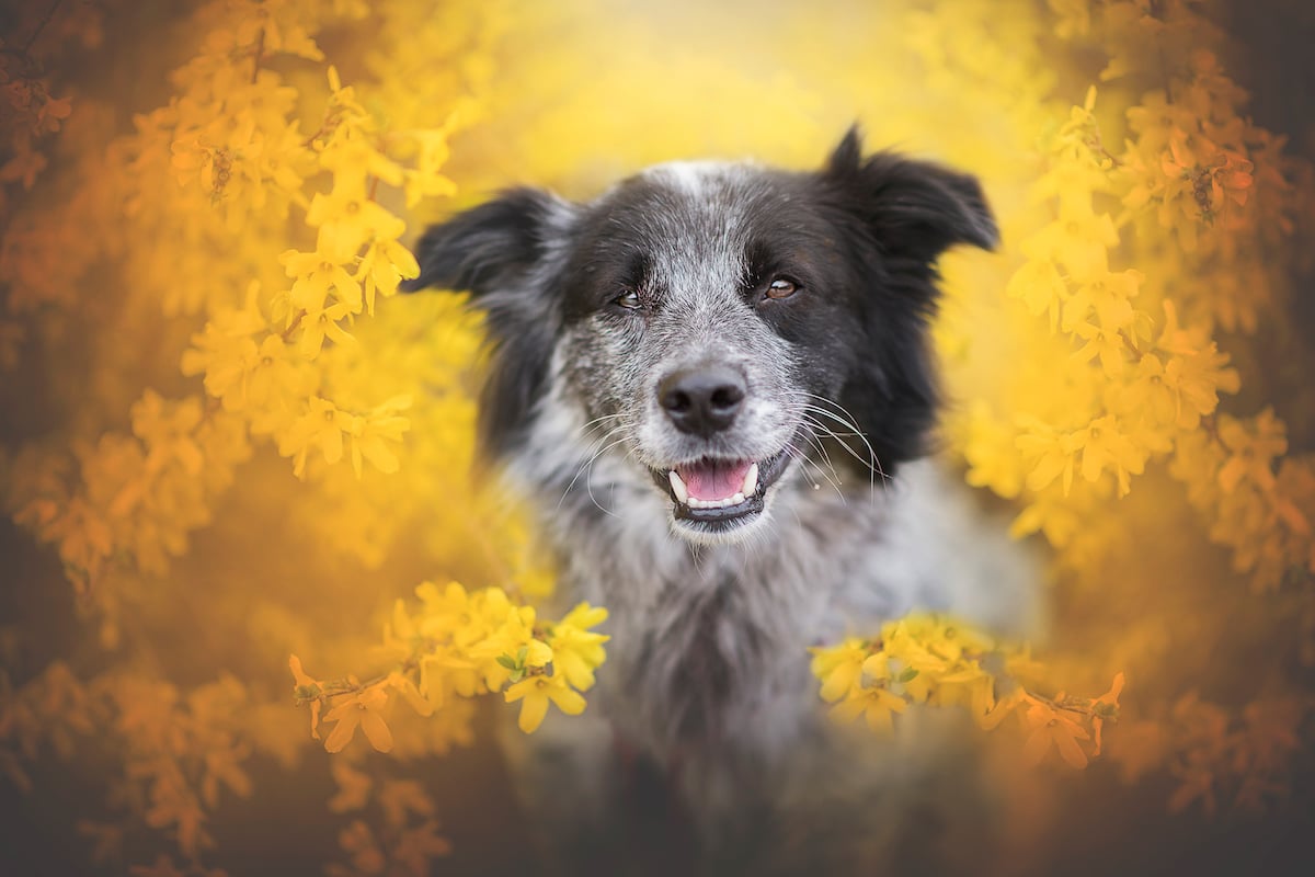 Interview: Dog Photographer Offers Pro Tips for Capturing Stunning ...