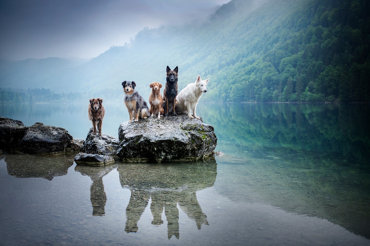 Dog Photography by Anne Geier
