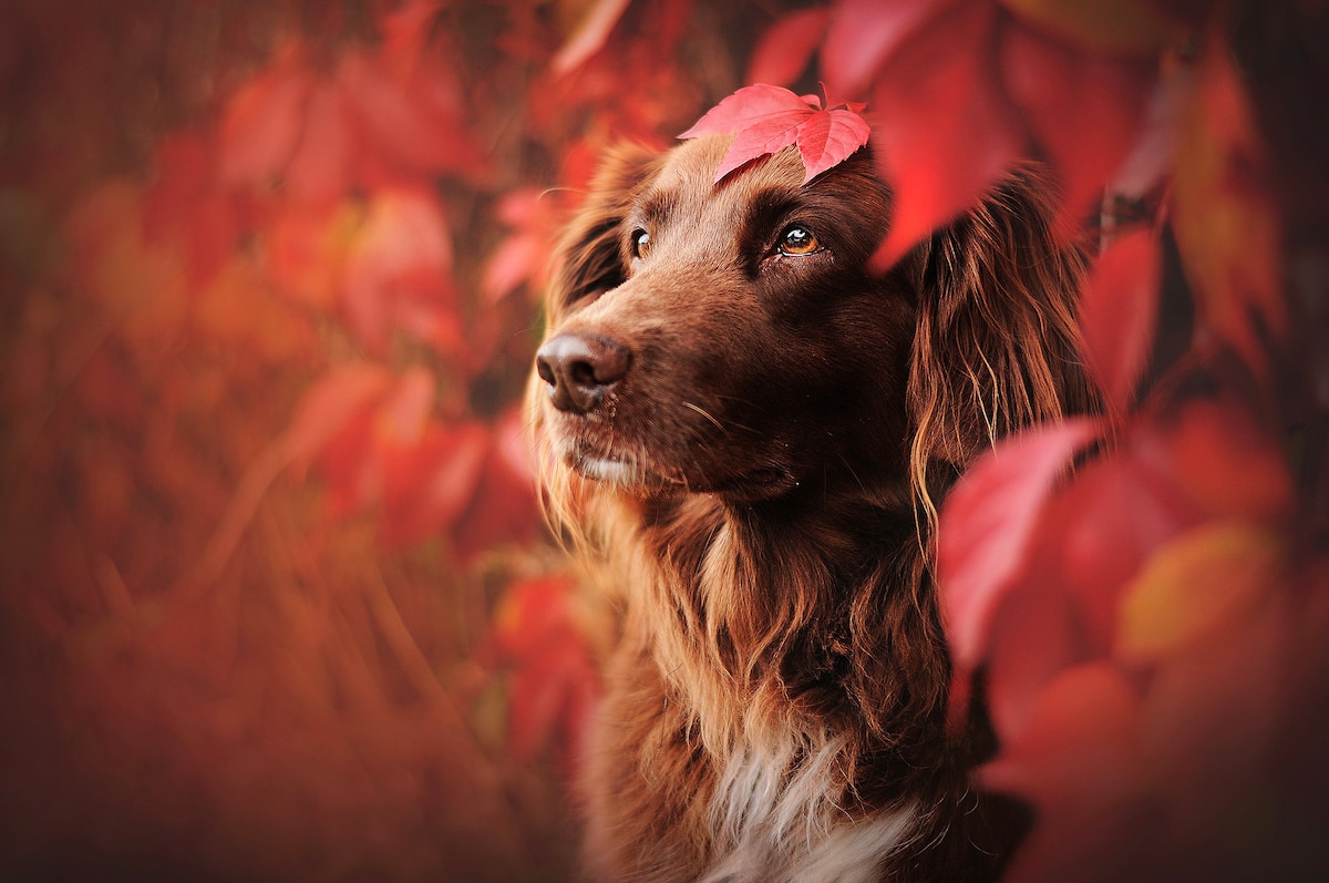 Pet Photographer Offers Helpful Dog Photography Tips