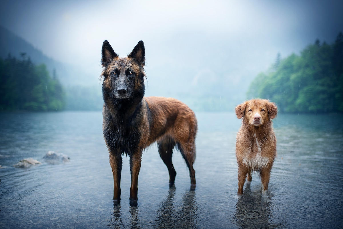 Creative Dog Photography Tips by Anne Geier