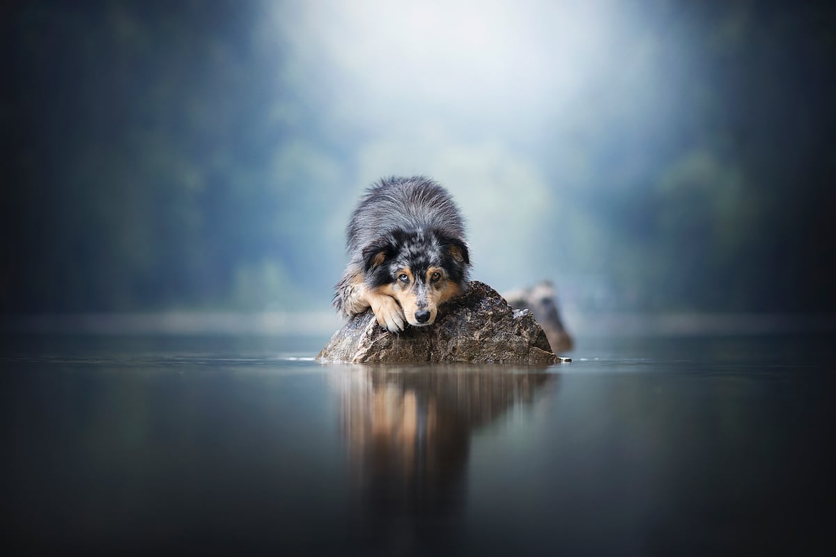 Creative Dog Photography Tips by Anne Geier