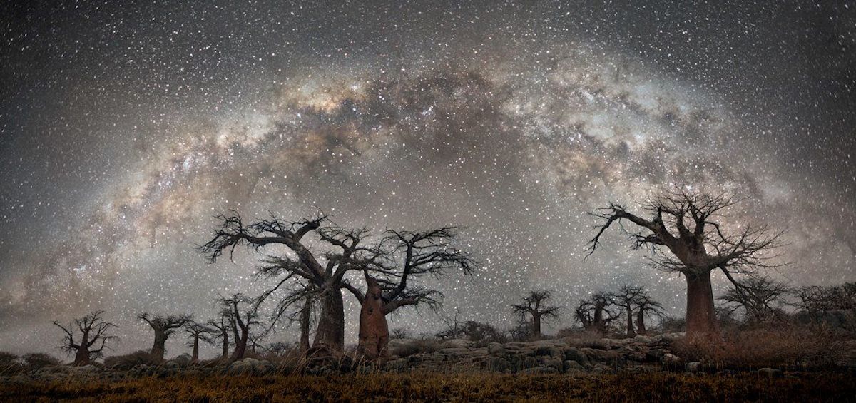 Ancient Trees Photographed by Beth Moon