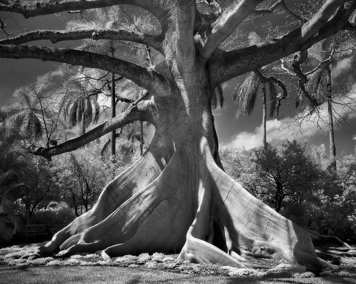 Oldest Tree Photographs by Beth Moon