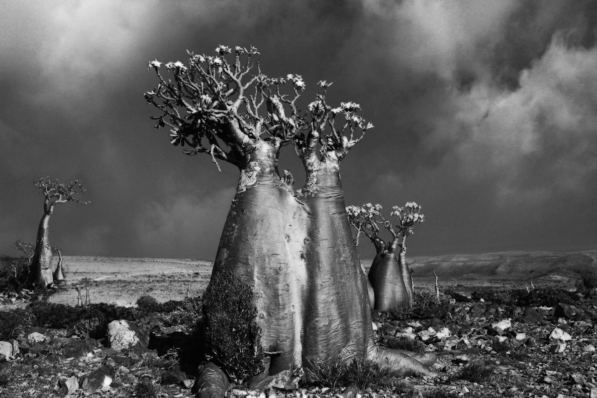 Oldest Tree Photographs by Beth Moon