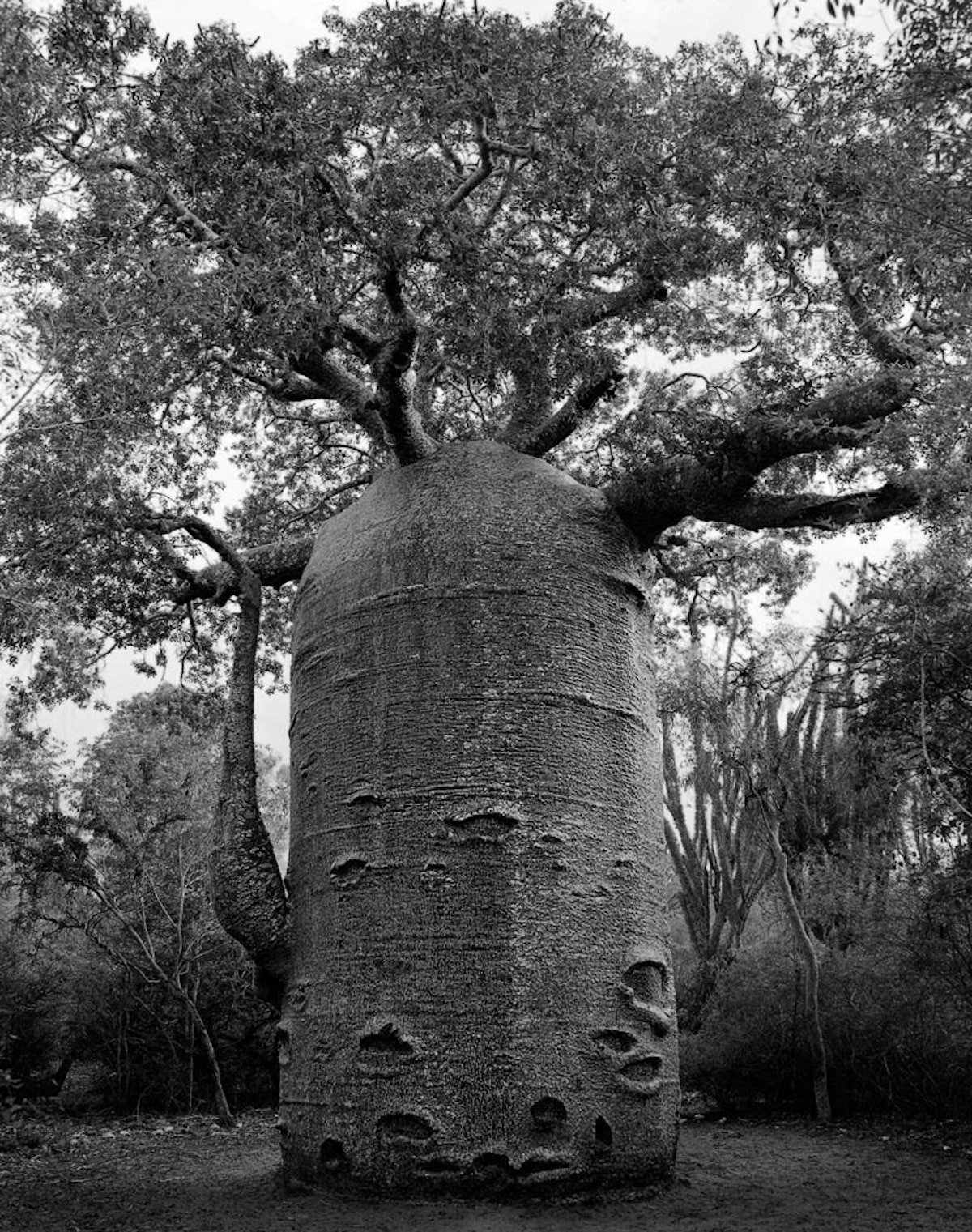 Beth Moon Photography of the Oldest Living Trees