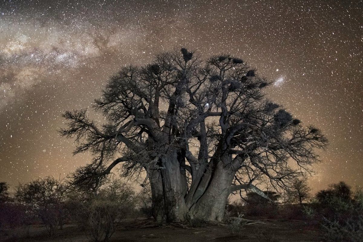 Ancient Trees Photographed by Beth Moon