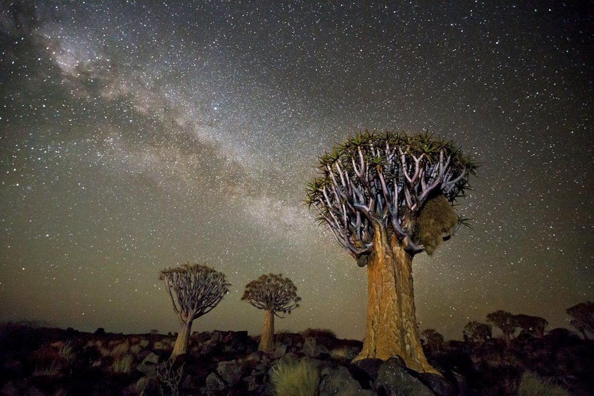 Ancient Trees Photographed by Beth Moon