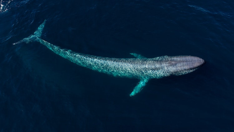 Blue Whale Swimming Ariel View