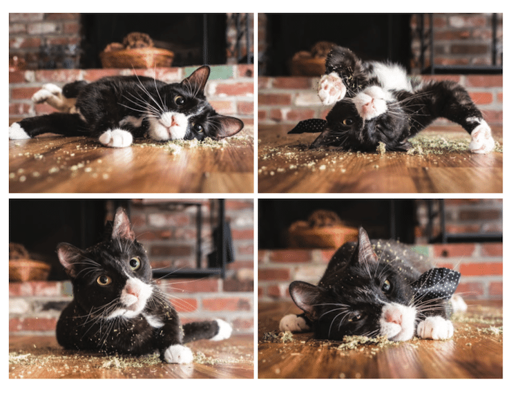 Cats on Catnip by Andrew Marttila