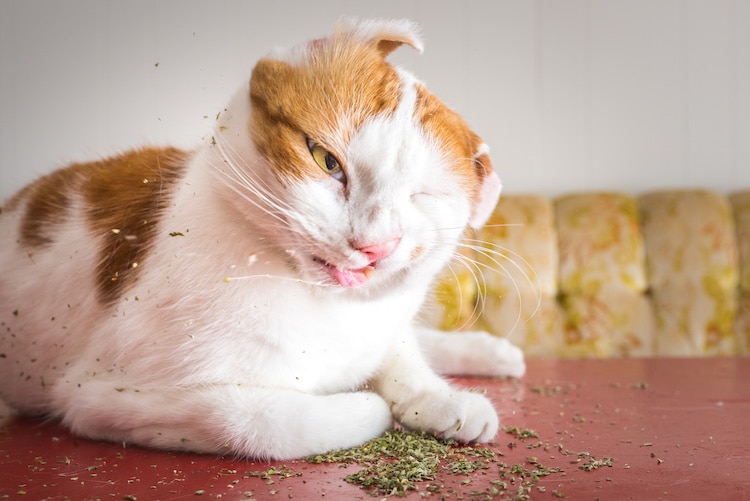 Pet Photographer Captures Cats Going Crazy for Catnip