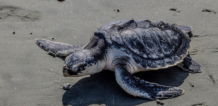 Kemp's Ridley Sea Turtle - Endangered Species