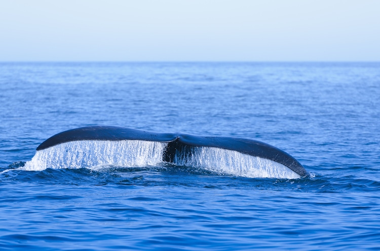 North Atlantic Right Whale - Endangered Species