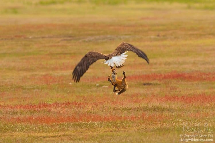 Bald eagle fights fox in incredible midair tussle