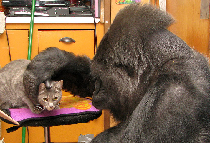 Koko and Her Kitten