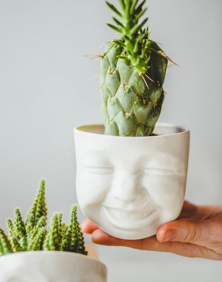 Jardinera facial con cactus