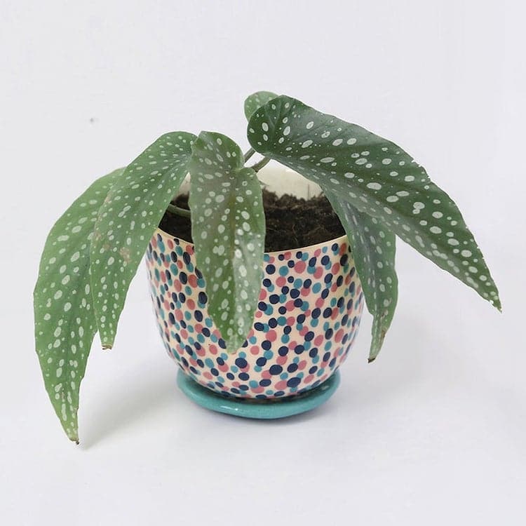 Confetti Planter