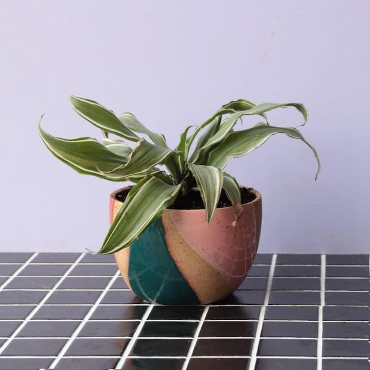 Modern meets natural in this assortment of planters, Porta Forma