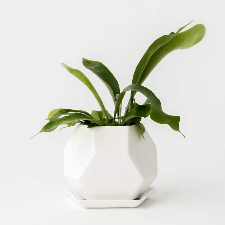 Modern meets natural in this assortment of planters, Porta Forma