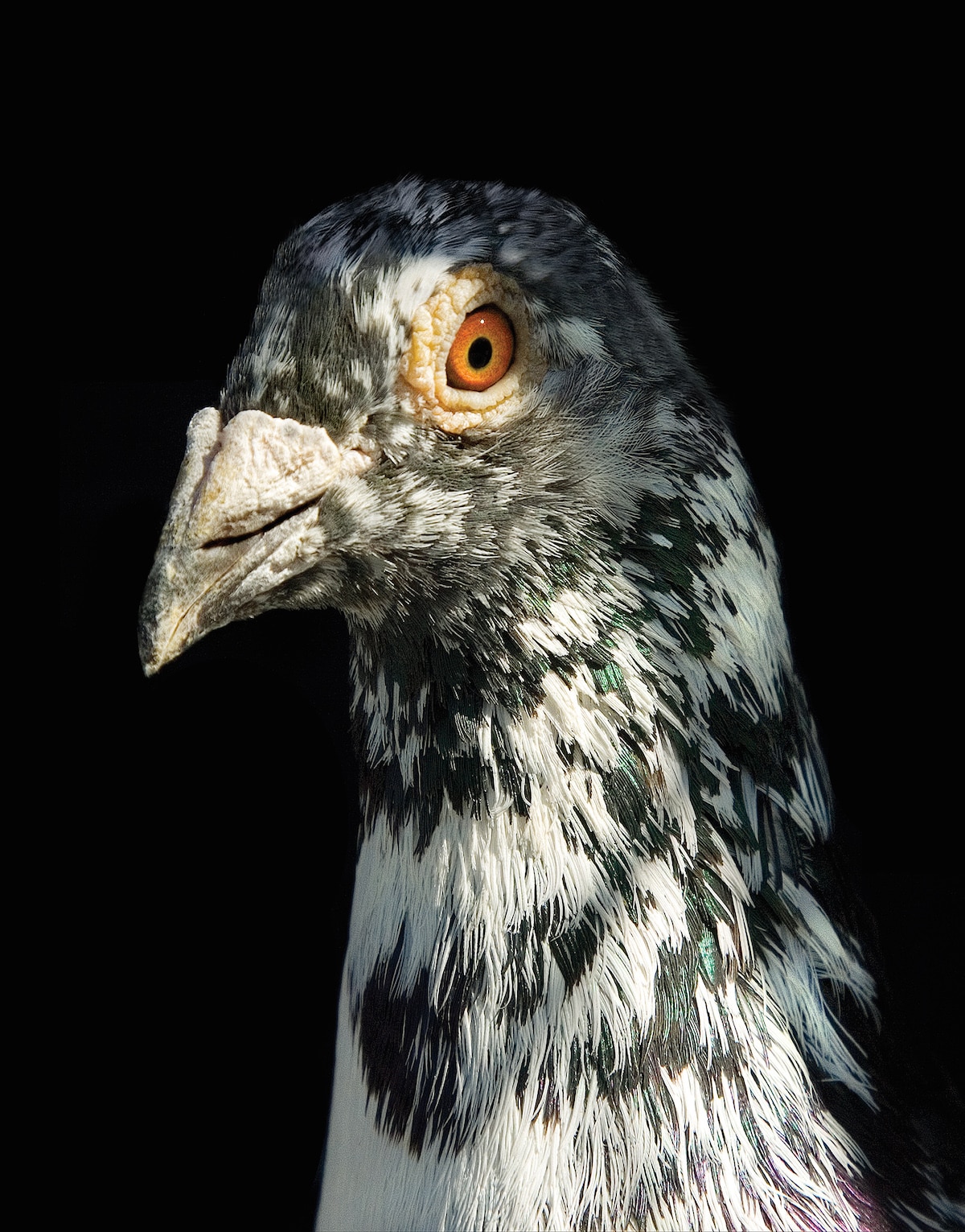 Pigeon Photos by Andre Garn