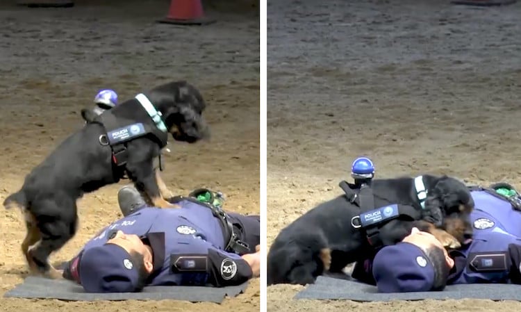 Police Dog CPR Madrid