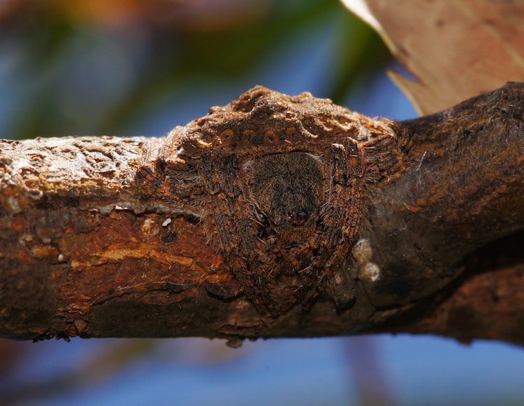 Dolophones Spiders in Australia