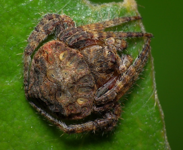 Wrap-Around Spider Dolophones