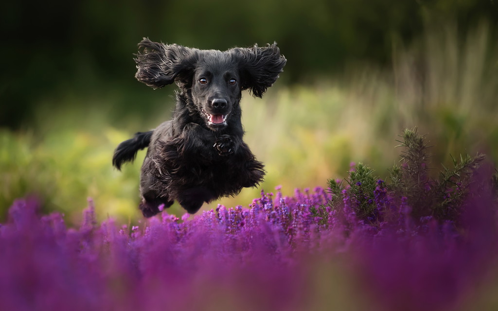 2018 Dog Photographer of the Year Dog Photos by The Kennel Club