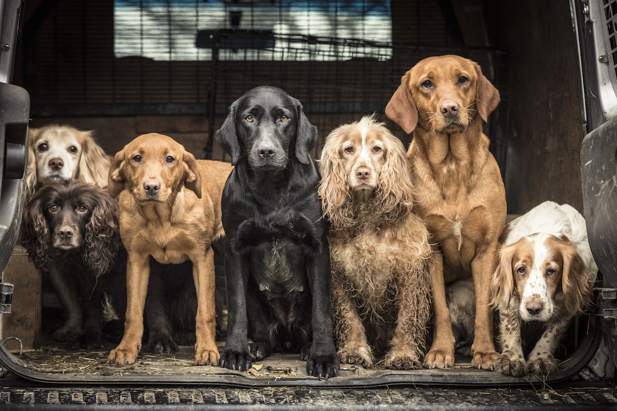 2018 Dog Photographer of the Year Dog Photos by The Kennel Club