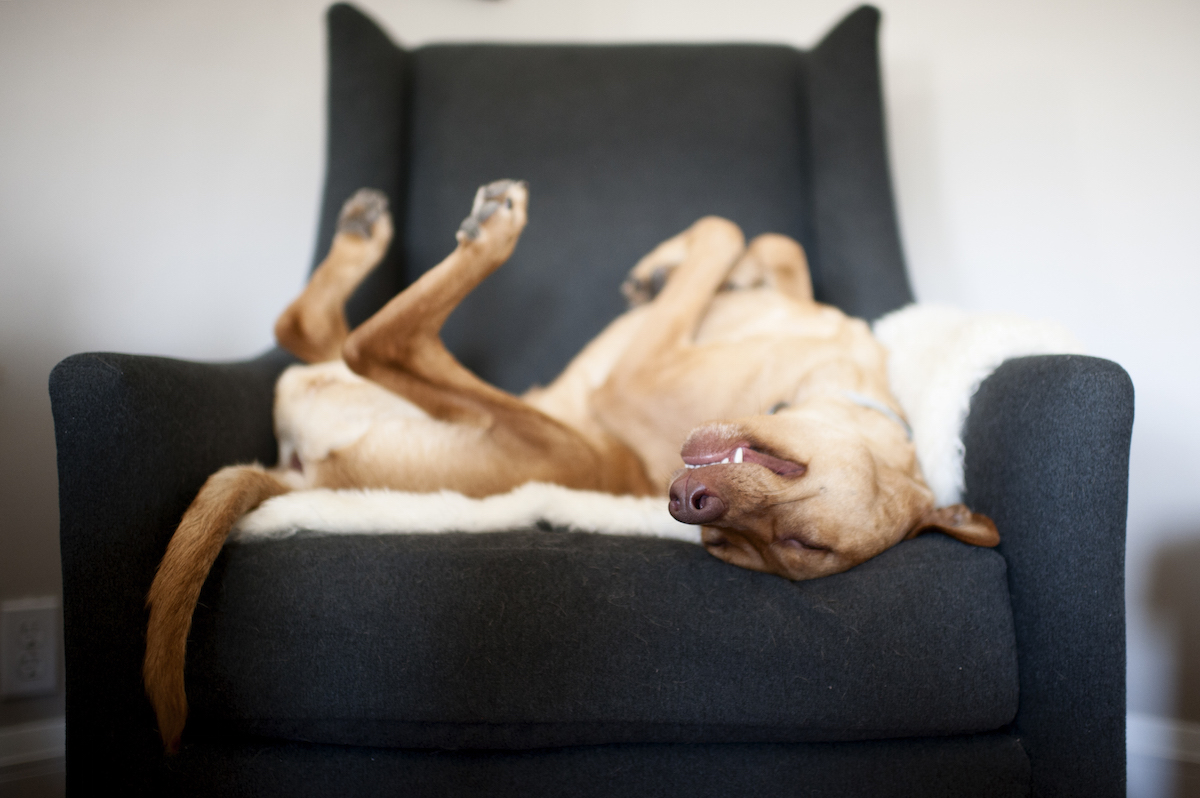 2018 Dog Photographer of the Year Dog Photos by The Kennel Club