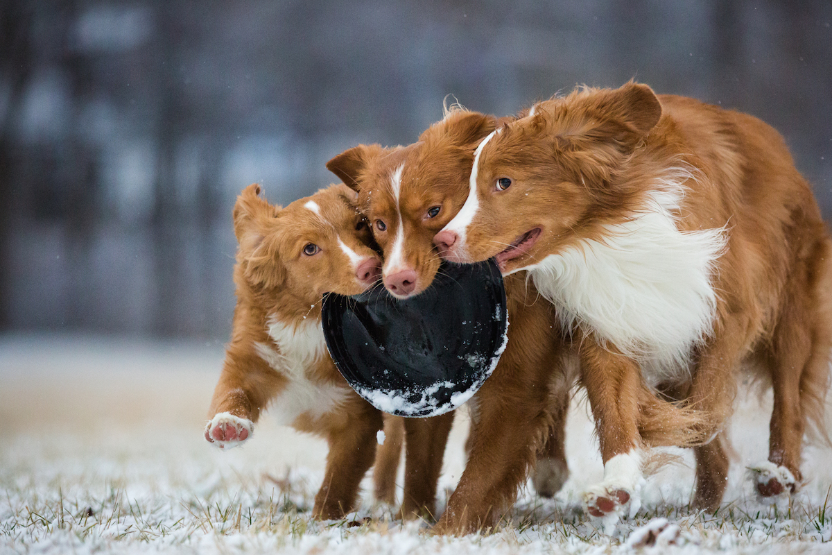 2018 Dog Photographer of the Year Dog Photos by The Kennel Club