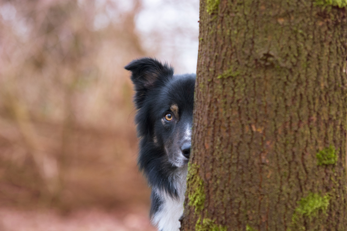 2018 Dog Photographer of the Year Dog Photos by The Kennel Club