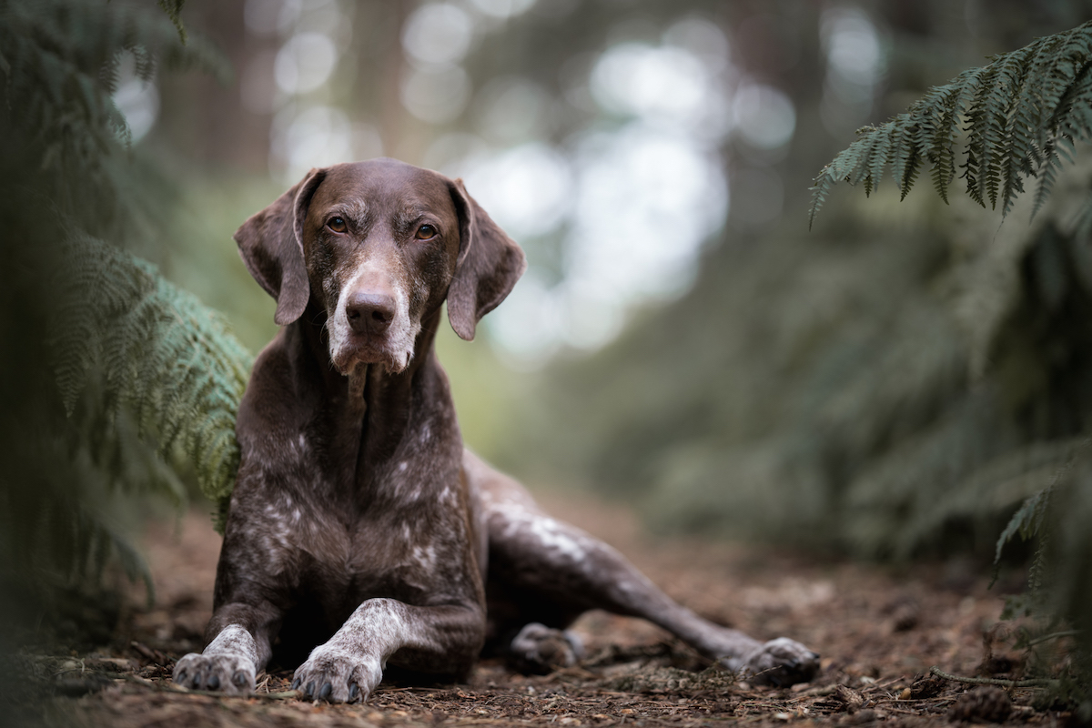 2018 Dog Photographer of the Year Dog Photos by The Kennel Club