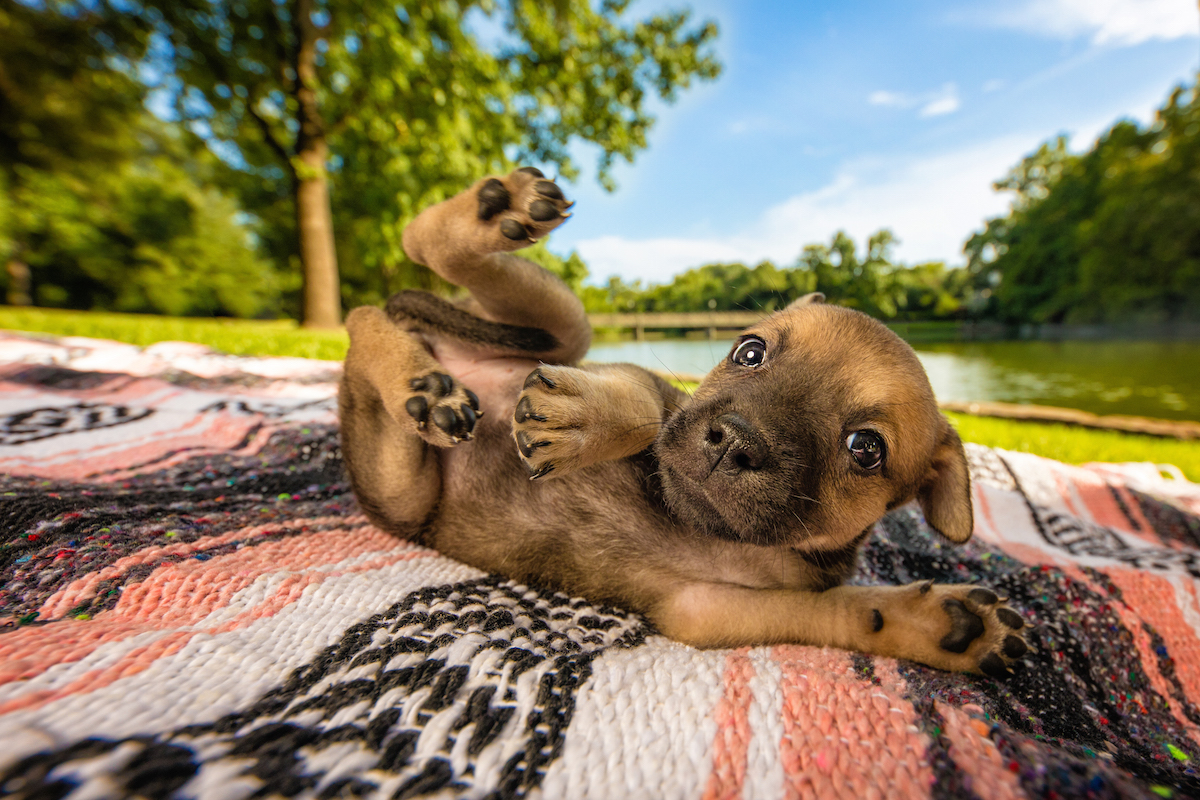 2018 Dog Photographer of the Year Dog Photos by The Kennel Club