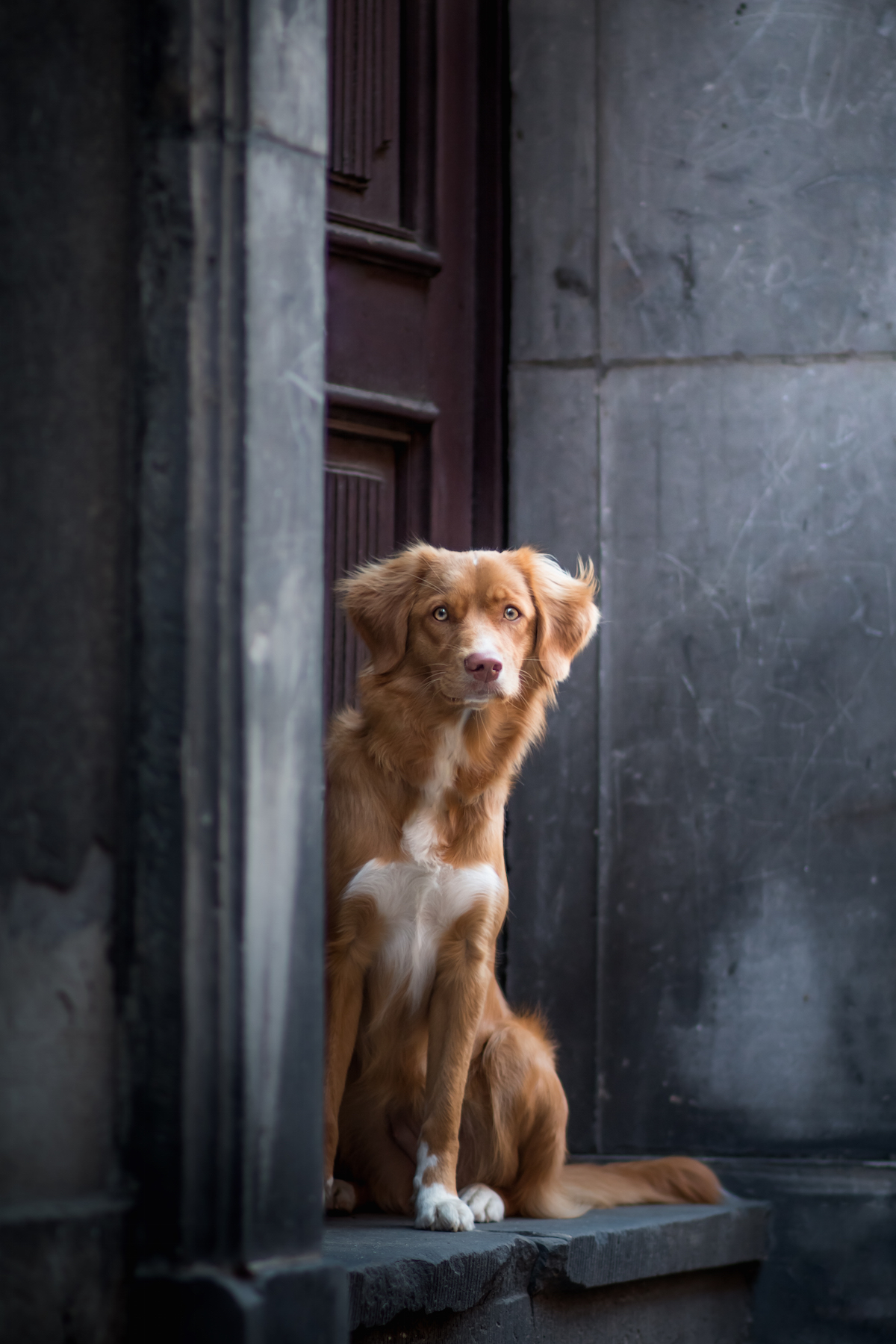 2018 Dog Photographer of the Year Dog Photos by The Kennel Club