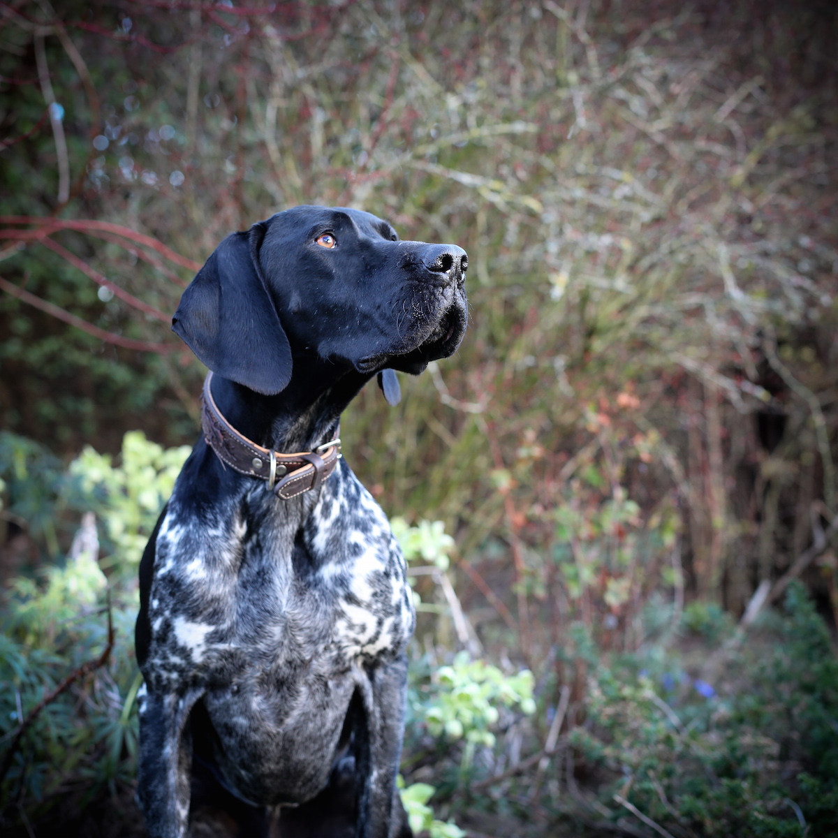 2018 Dog Photographer of the Year Dog Photos by The Kennel Club