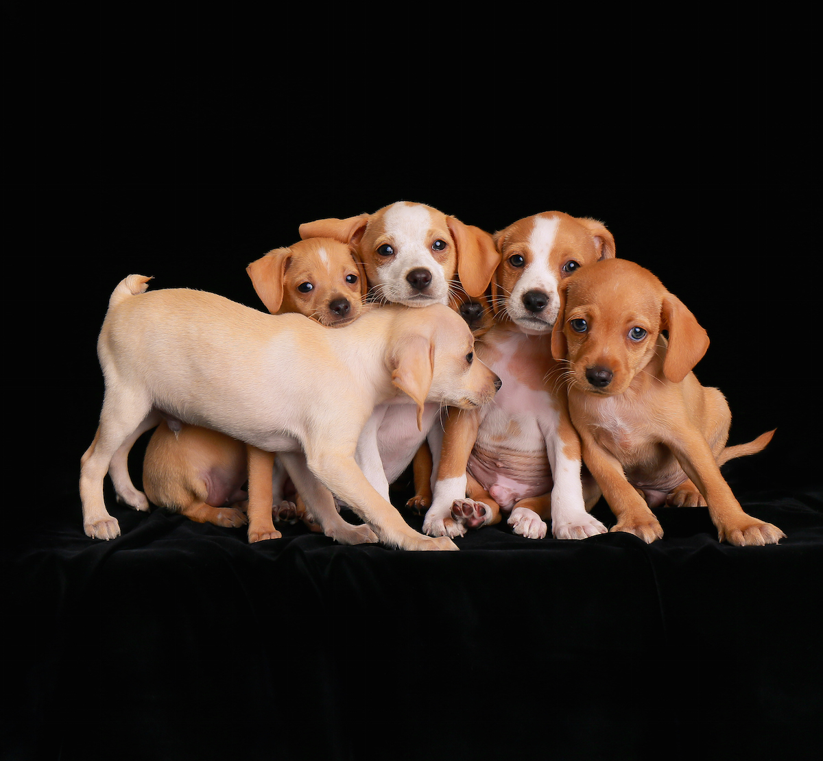 2018 Dog Photographer of the Year Dog Photos by The Kennel Club