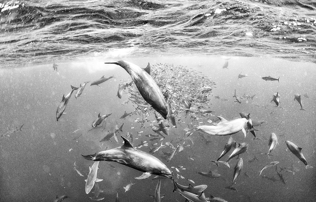 Anuar Patjane Underwater Photography